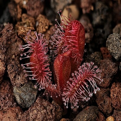 Drosera abberans